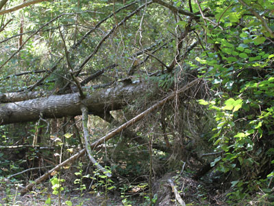 Uprooted trees in Berezinsky biosphere reserve