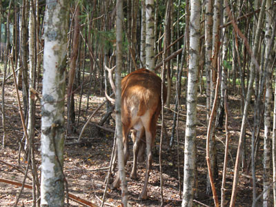 A deer in Berezinsky reserve